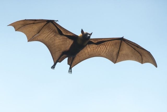 Are Bats a Protected Species in Ontario