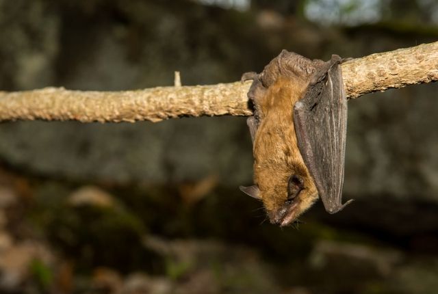 Where to Hang a Bat House in Ontario