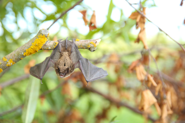 bat hanging on the tree branch