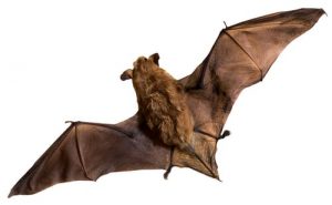 big brown bat