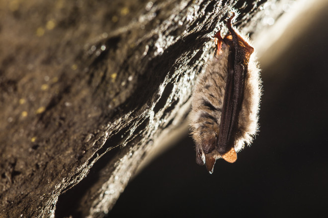 Can Bats Flatten Themselves