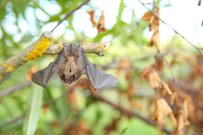 Can Bats Fly Into Your House