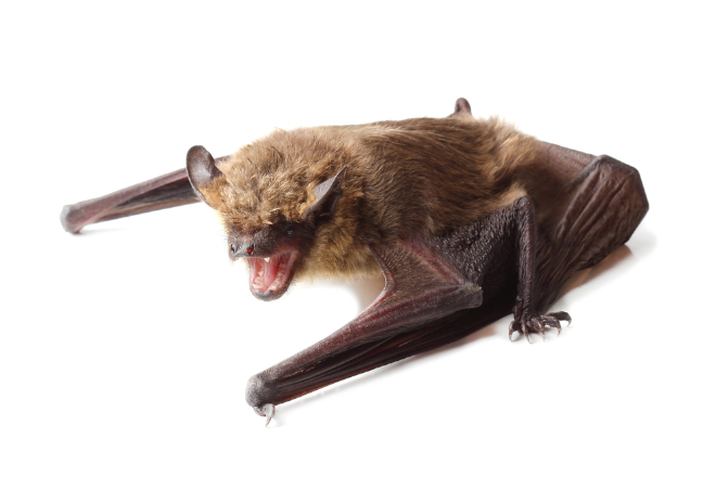 Do Bats Bite You in Your Sleep