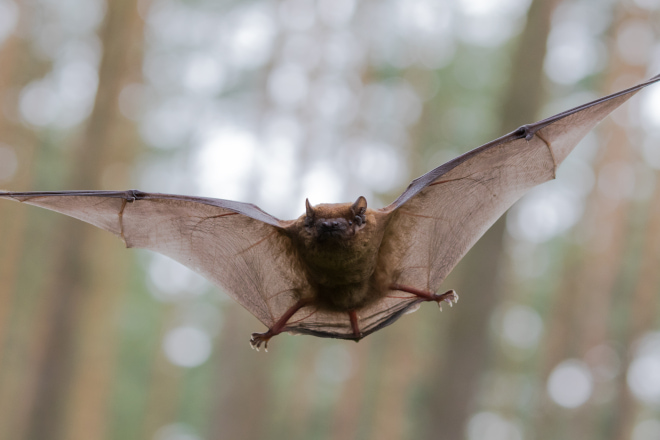 What do Bats Look Like When Flying