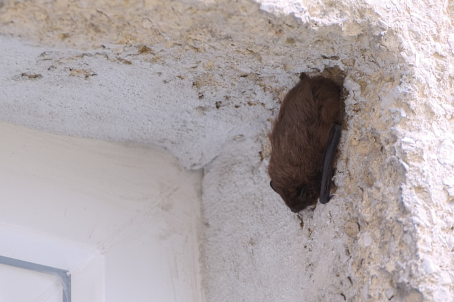 How to Get Rid of Bat in the House at Night