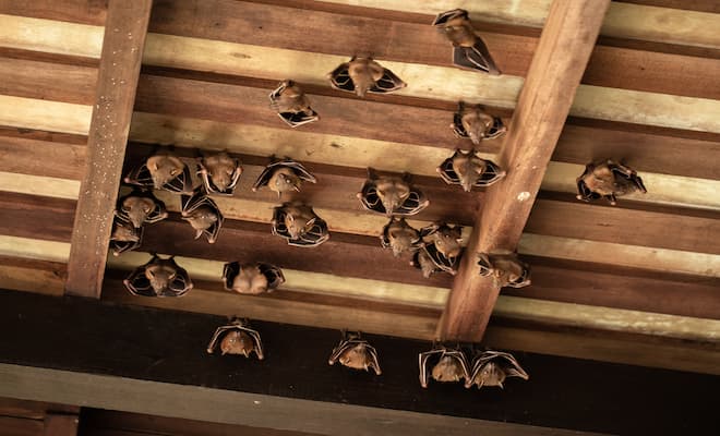 How to Remove Bats From My Attics