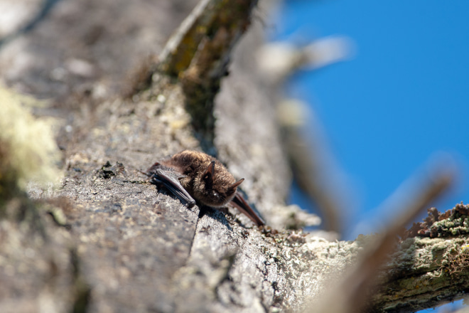 Rabies Vaccine for Bat Exposure