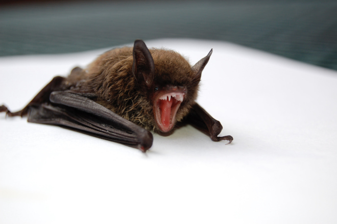 Are Bats Dangerous to Humans