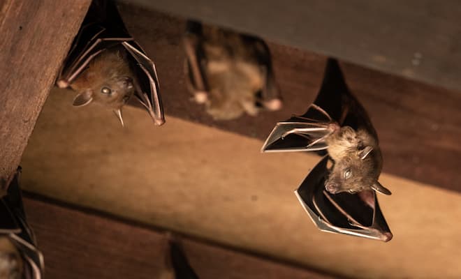 Do Bats Have Nests for Babies