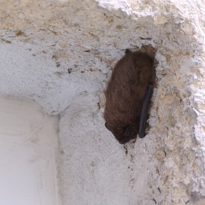 bat-proofing-in-attic-burlington