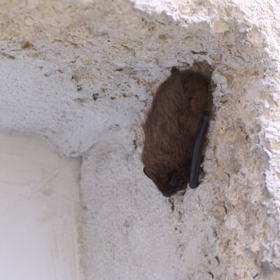 bat hanging on the wall