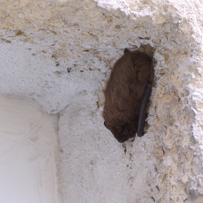 bat hanging on the wall vaughan