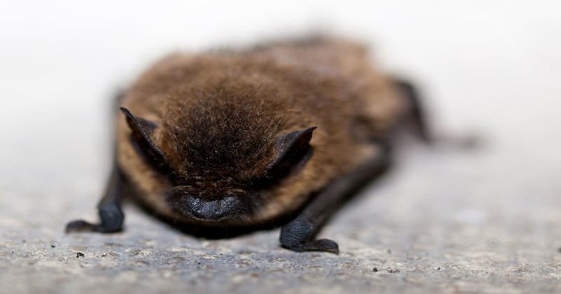 Bat on floor