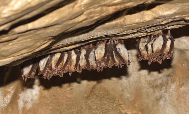 Big Brown Bat Hibernation