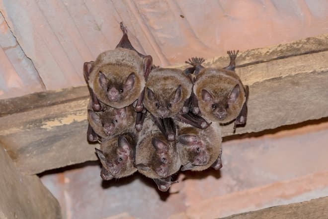 How to Get Rid of Bats in Your Attic