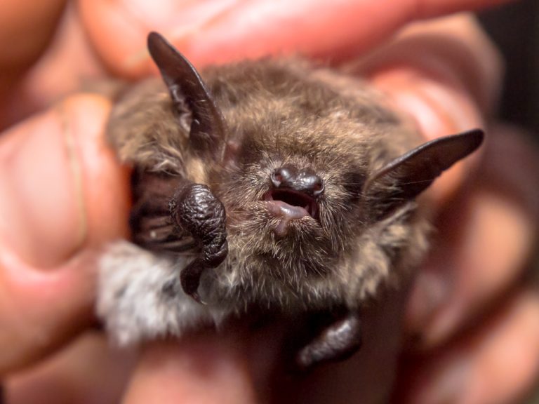 Do Bats migrate or hibernate? Bat Control
