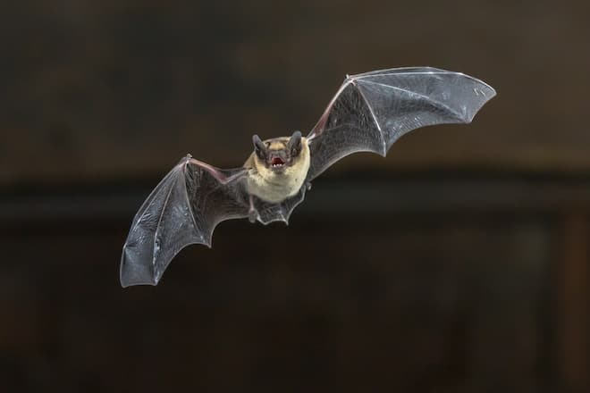 bat-echolocation-activities
