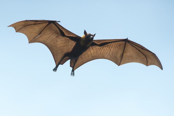bat-echolocation-facts