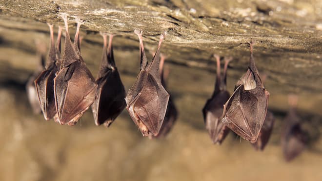 bat-hibernation-facts