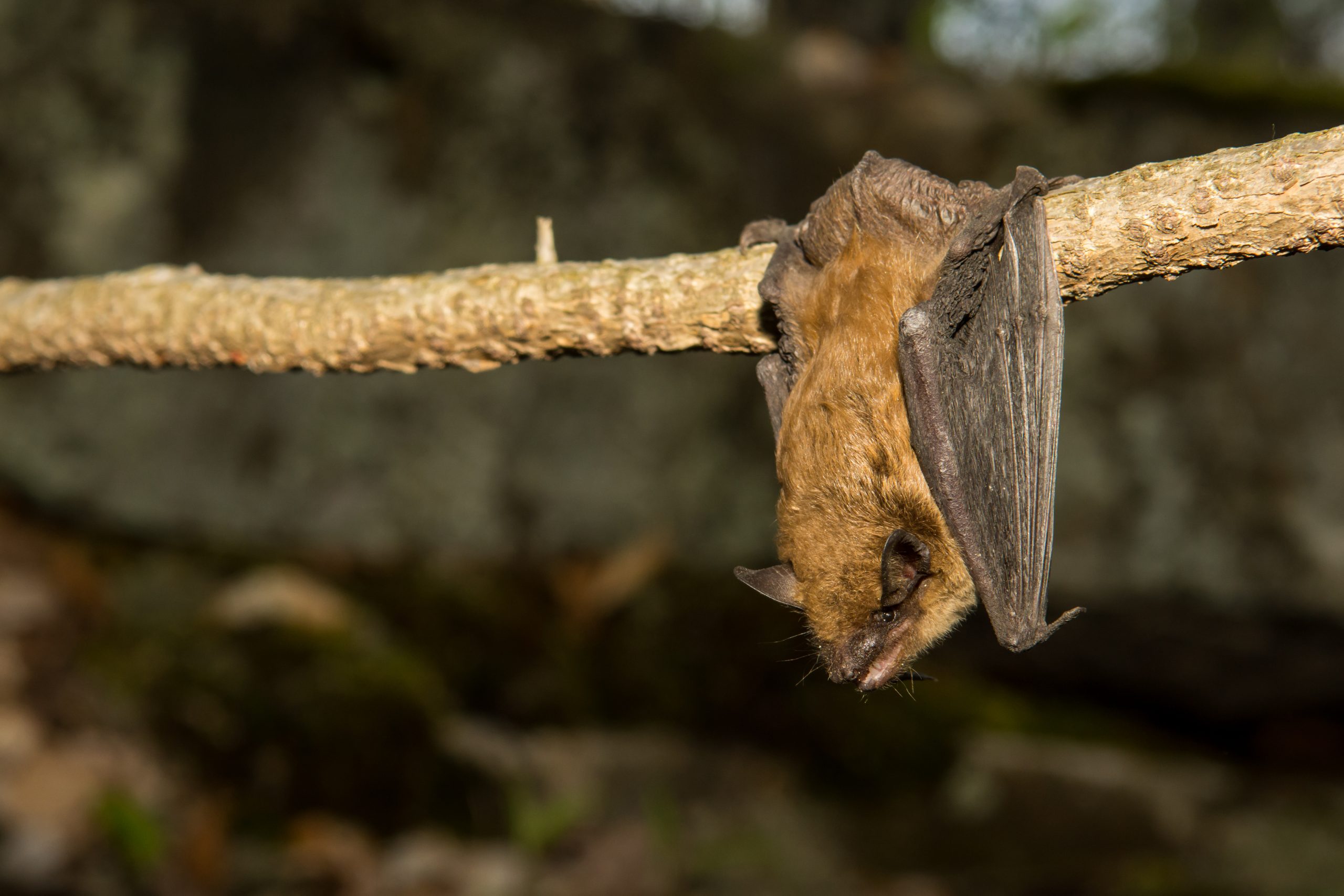 removing bats from your house Bat Control