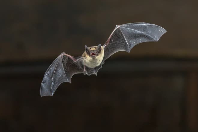 3-facts-about-bats