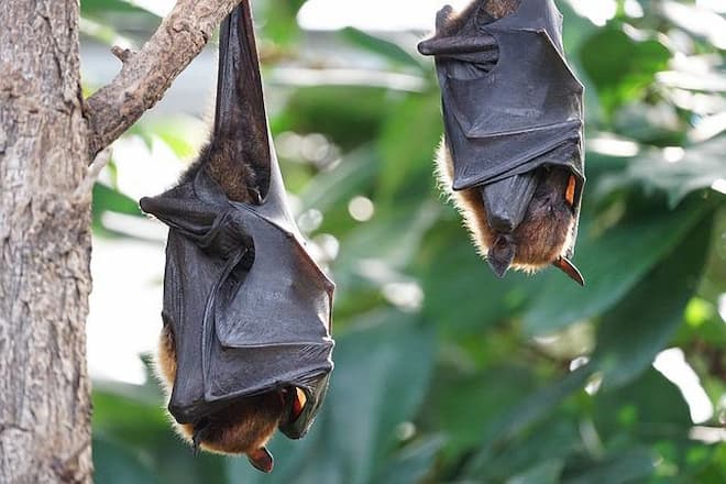 can-you-get-rabies-from-bat-urine