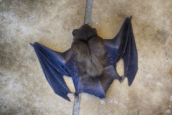 what-do-baby-bats-sound-like