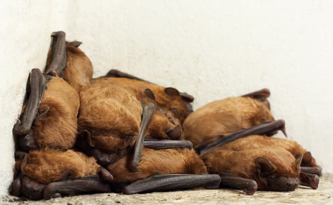 do-brown-bats-hibernate