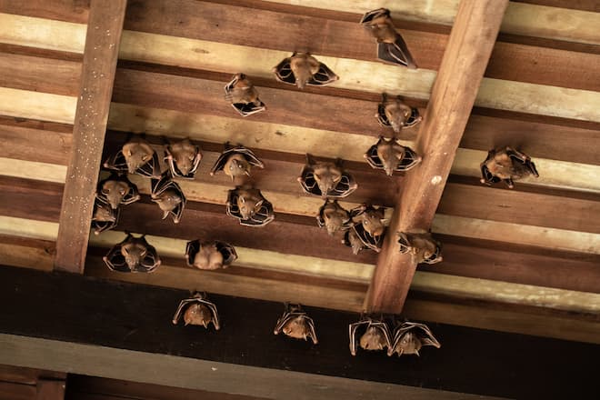 Do Baby Bats Carry Rabies
