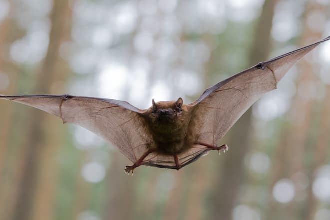 do-brown-bats-carry-rabies