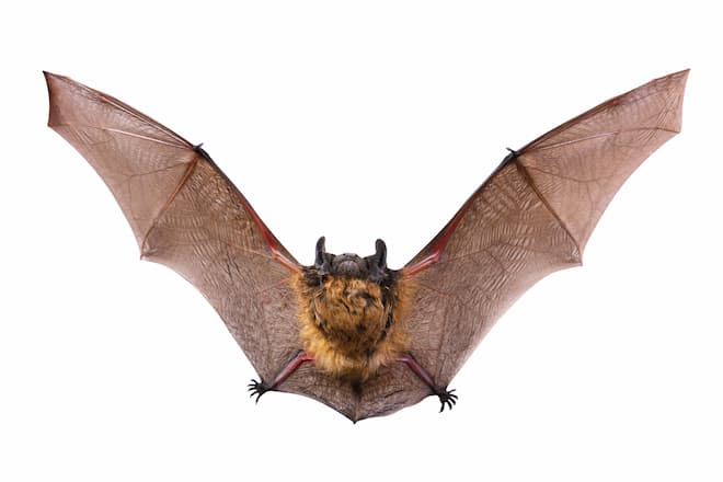 do little brown bats carry rabies         