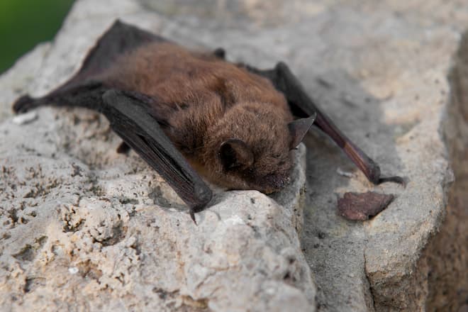 little-brown-bat-diseases (2)